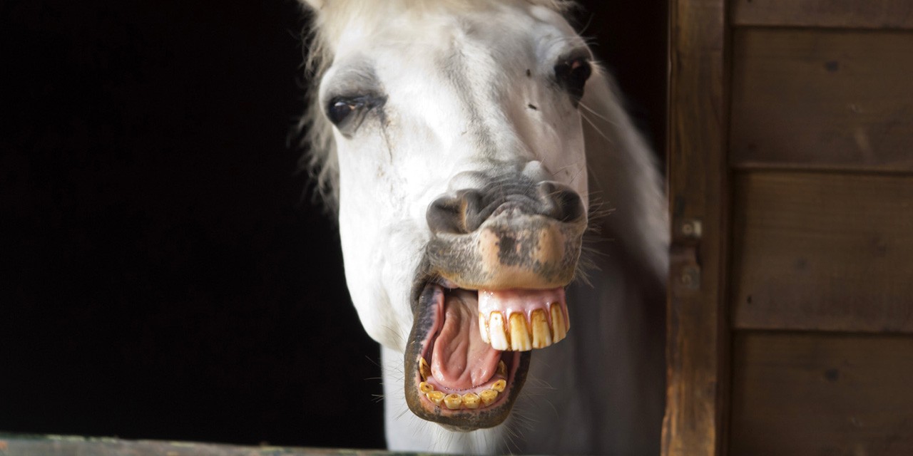 Horsing around