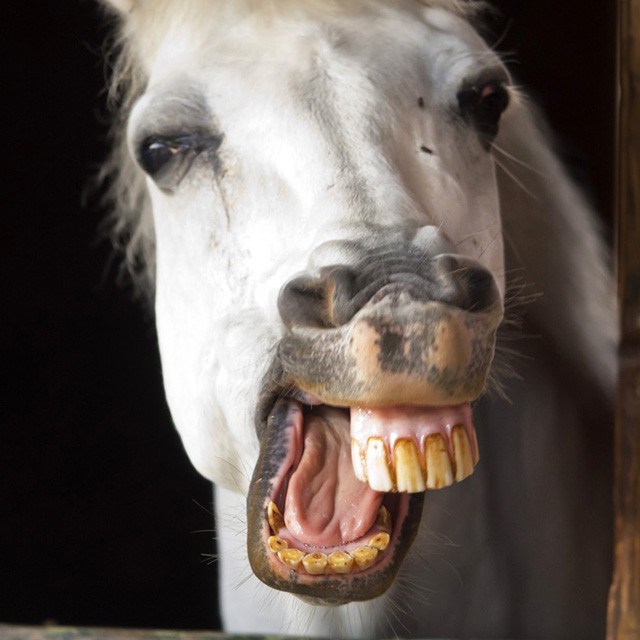 Horsing around